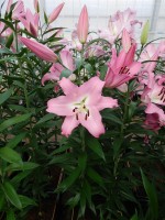 [4188 Missoni VZ No101.JPG]